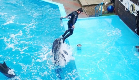 Михаил Галустян устроил шоу в дельфинарии