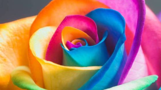 Цветотерапия: лечимся цветом
