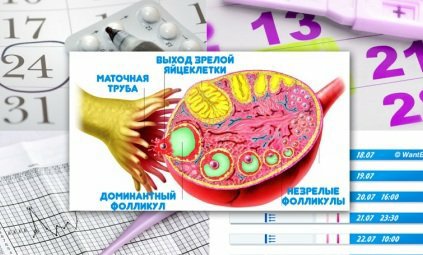 Что такое овуляция и когда ее ждать? Как определить овуляцию?